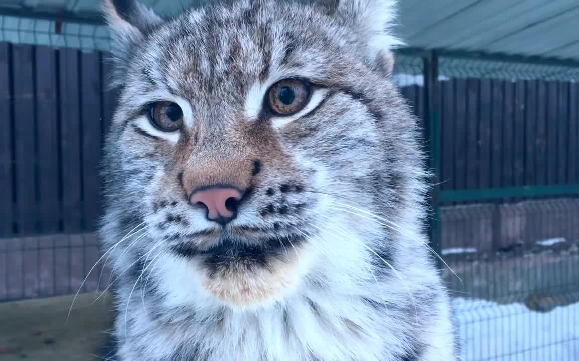 战斗民族家,号称千金不换的西伯利亚靓仔猞猁,真的好帅(≥^.