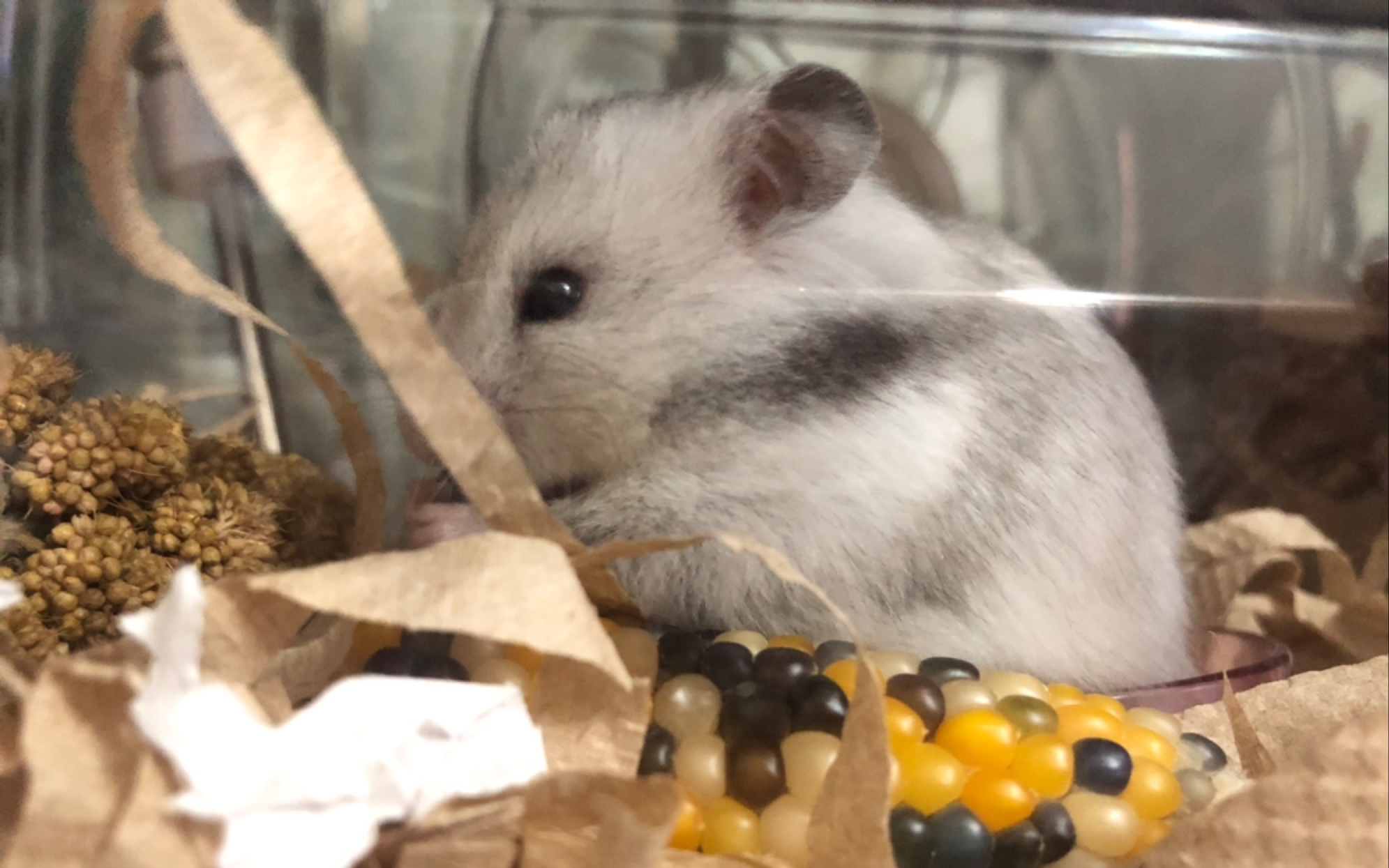 【金丝熊仓鼠】纯银妹妹到啦!安装新家 开始干饭_哔哩哔哩_bilibili