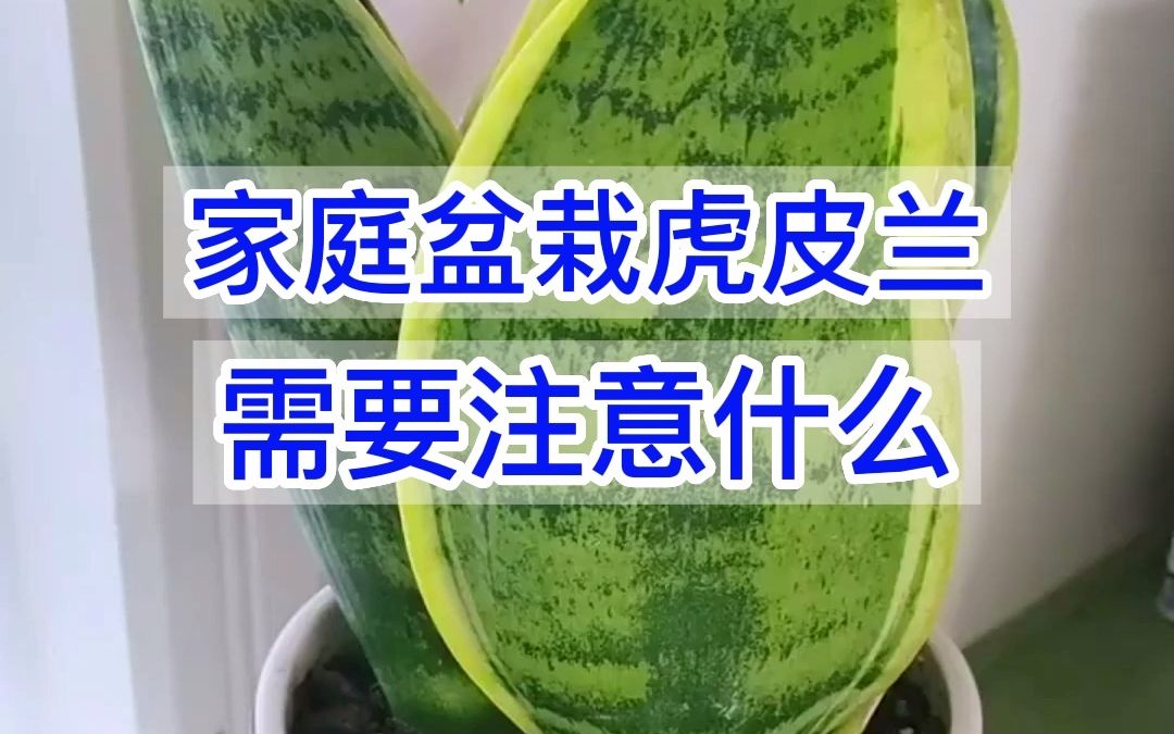 家庭盆栽虎皮兰花有哪些需要注意?哔哩哔哩bilibili