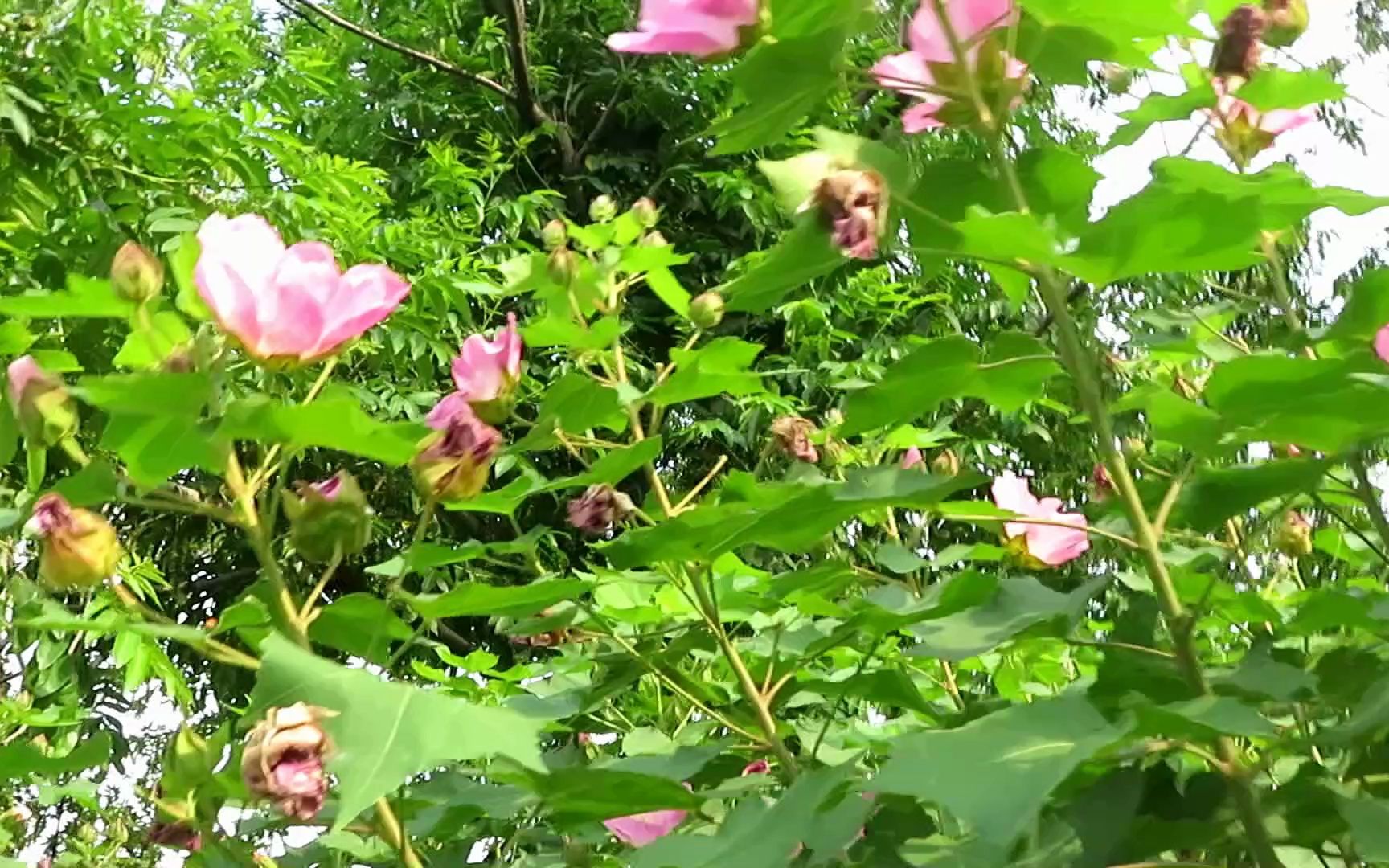 [图]木芙蓉和金针花 素材