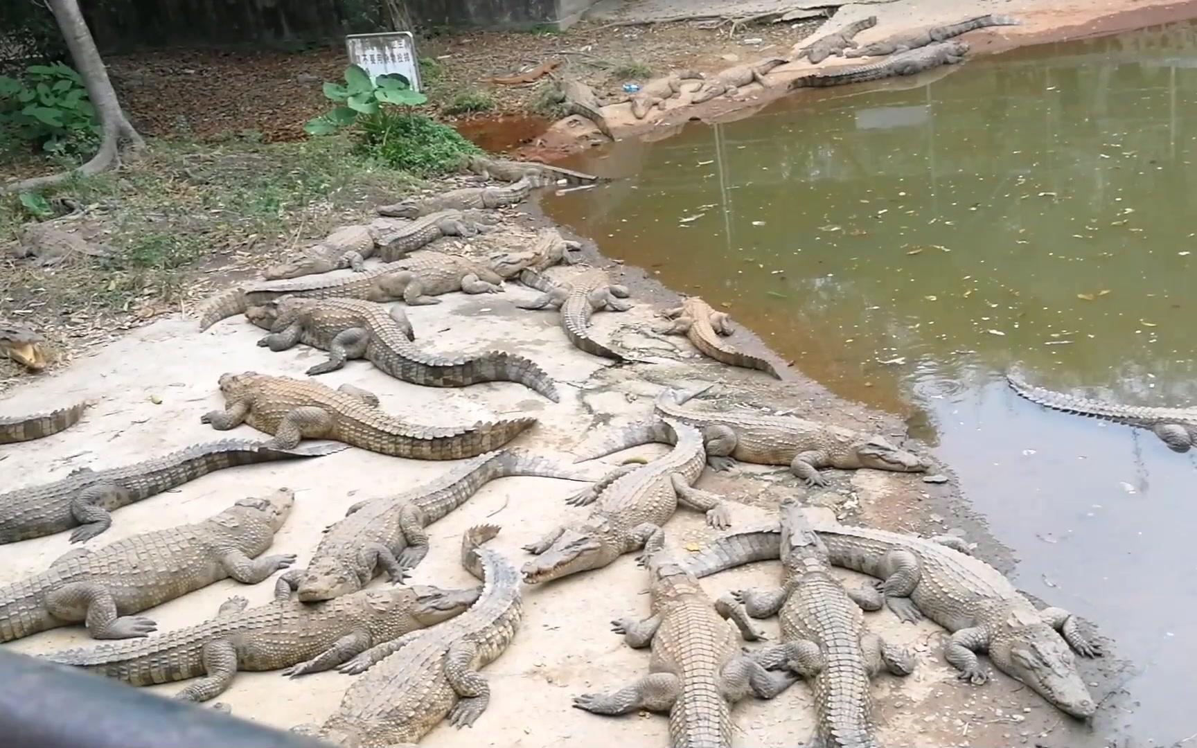 [图]去动物园的一天