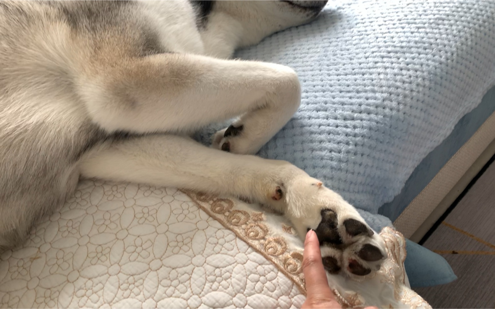 一直好奇哈士奇的jiojio那么粗糙还会有痒痒肉吗?