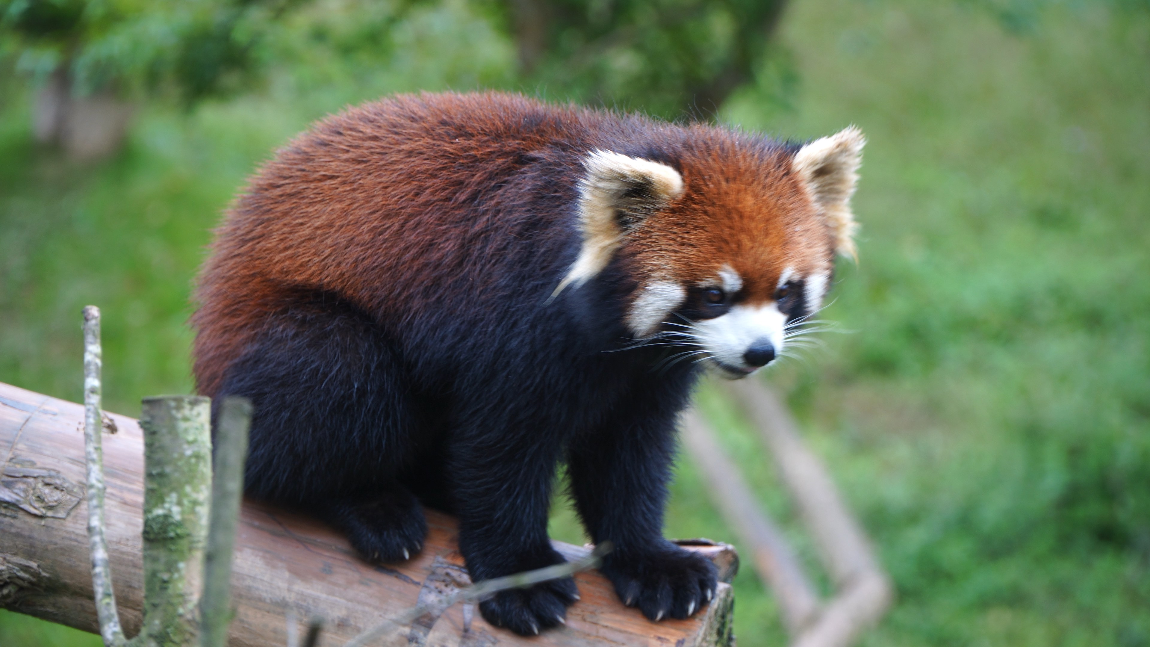 美貌小熊猫欢欢