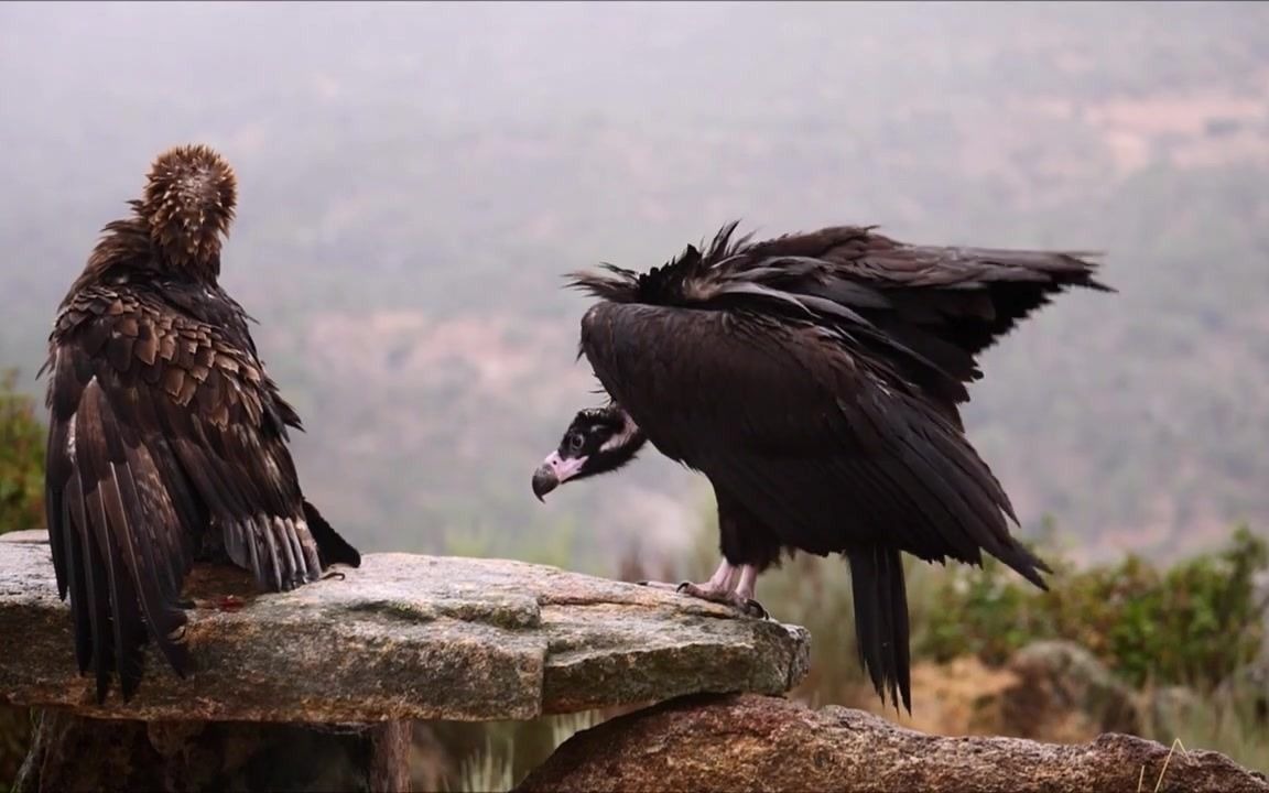 金雕护食击退秃鹫