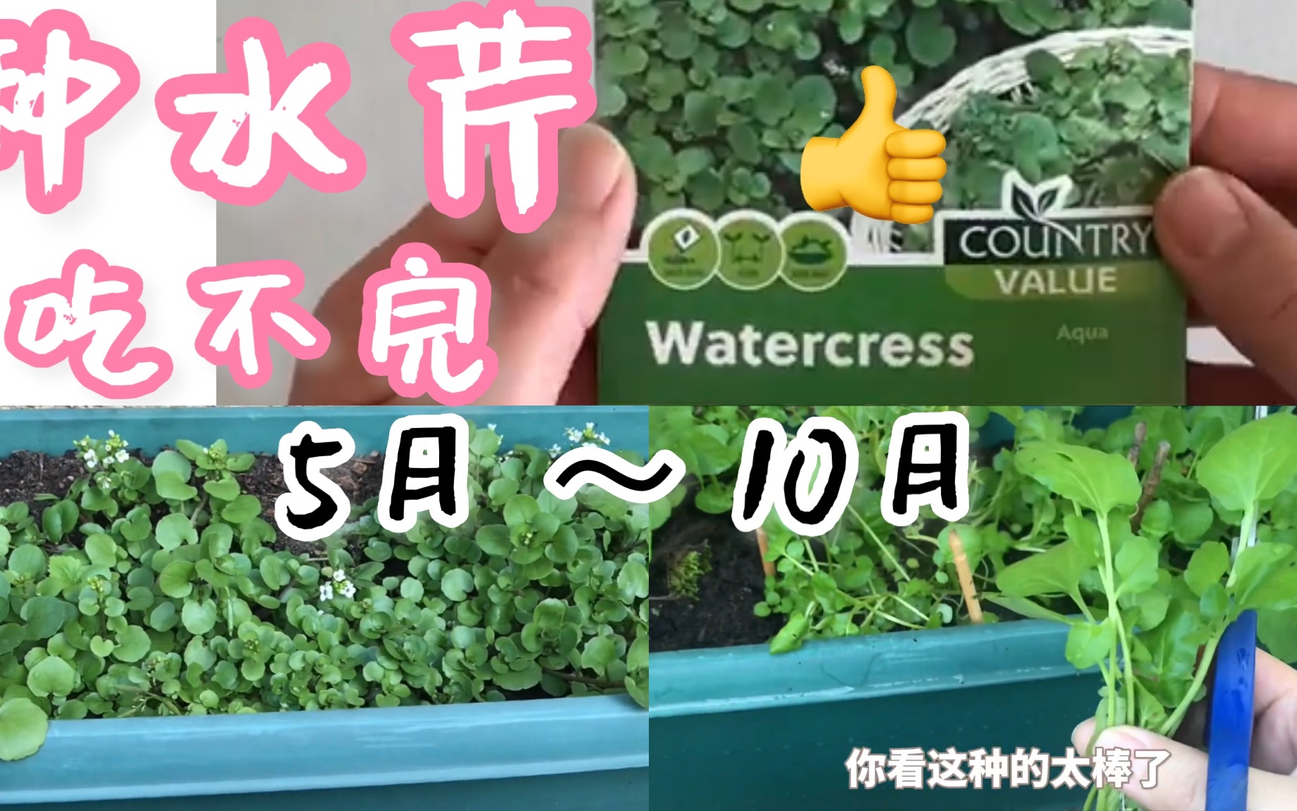 怎样在家就能轻松种植水芹.哔哩哔哩bilibili