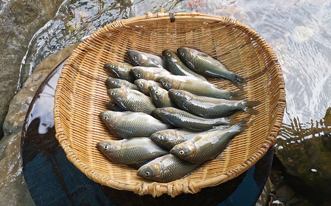 活动  稻田里养的禾花鱼,用最简单方法烹饪,肉质鲜美,好吃停不下来