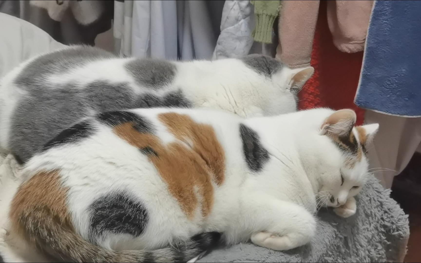 一个小母猫怎么可以长这么胖啊