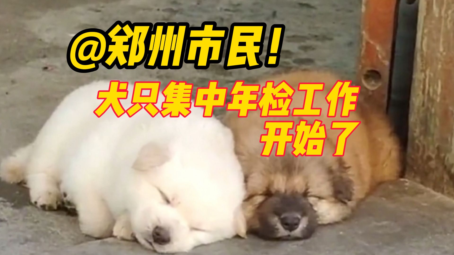 @郑州市民!犬只集中年检工作开始了丨大象萌宠哔哩哔哩bilibili