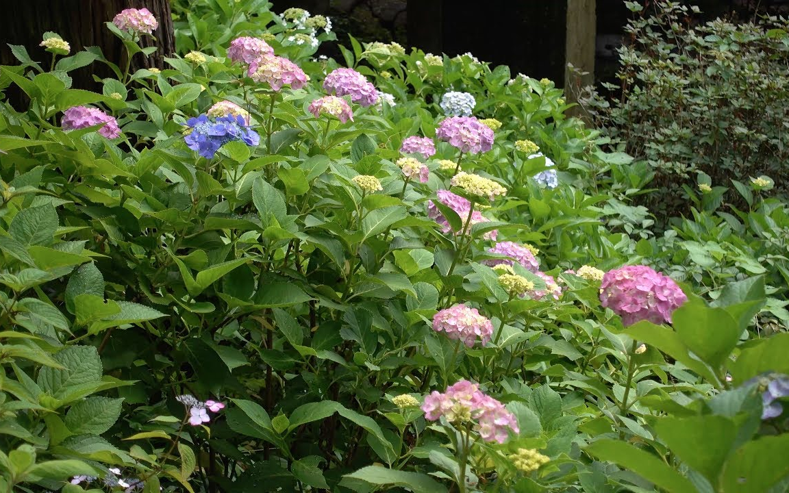 4k 镰仓 长谷寺 紫阳花 beautiful hydrangea at hase temple in