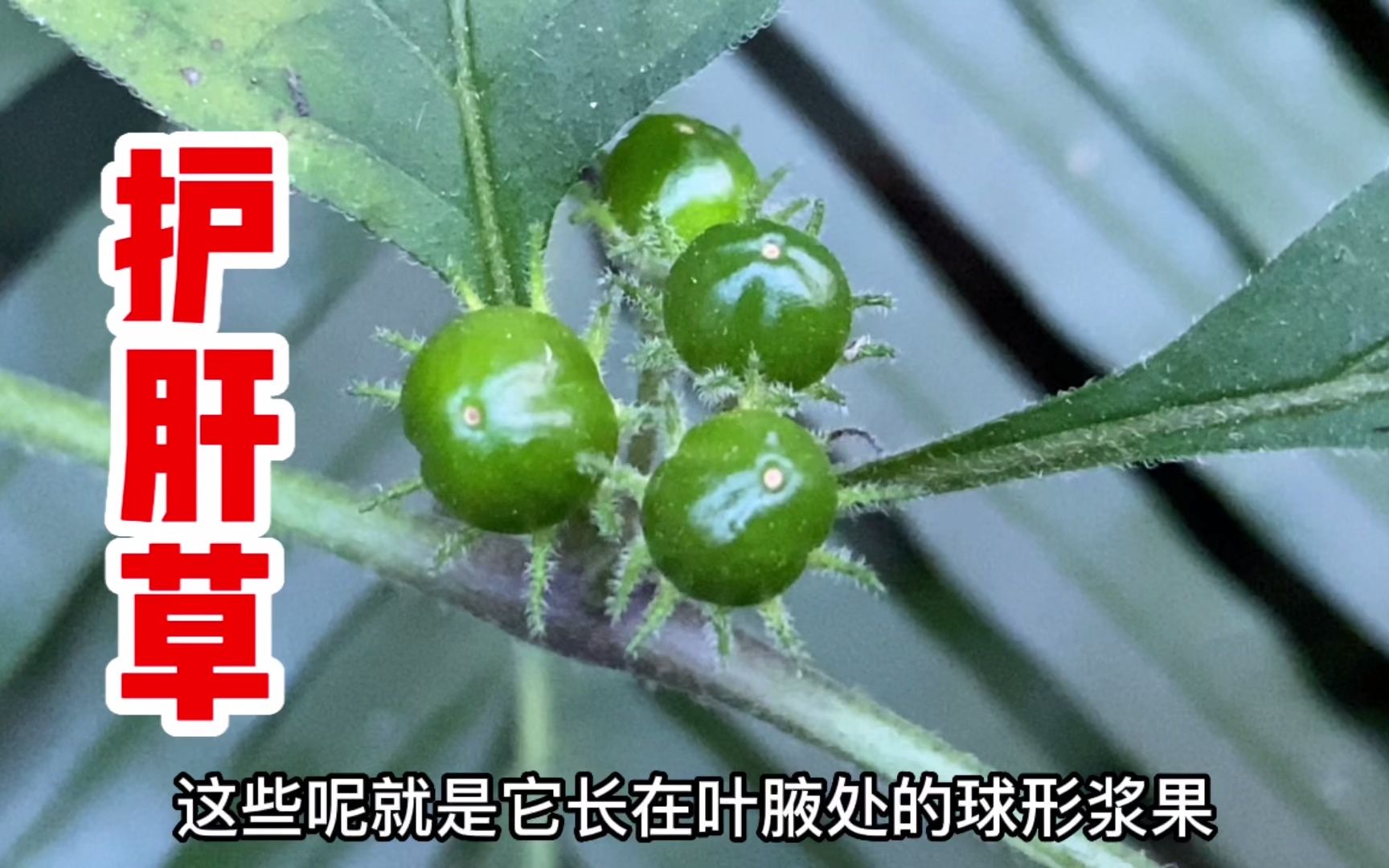 红丝线也叫枪刀药,它被称为护肝草,作用厉害了,你认识吗?