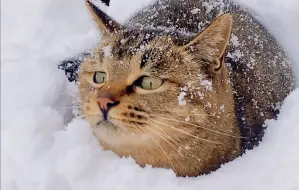 下载视频: 狸花猫有多猛：爆捶狗子，狂扇猫子，村霸无疑