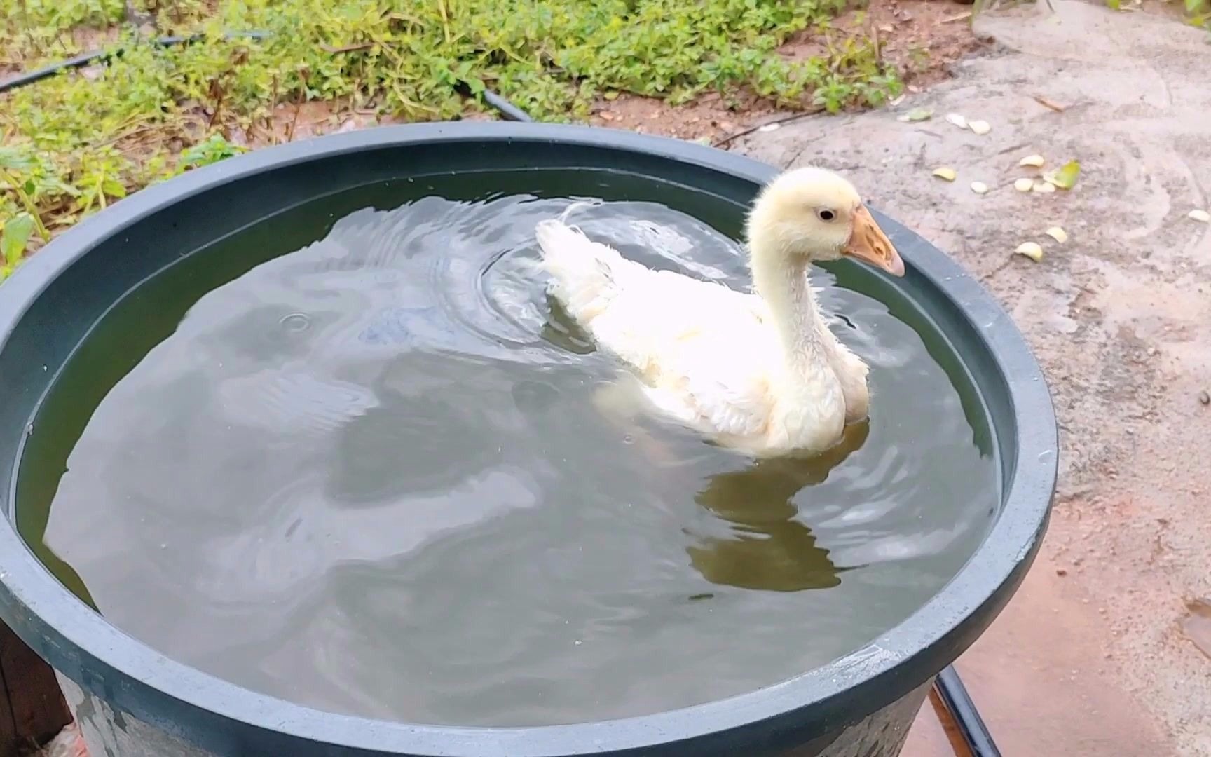 小黄鹅九九第一次深水洗澡,引来一帮人围观,小鹅害羞了