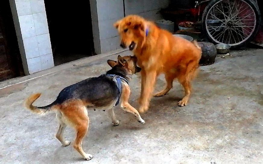 两只狗吵架图片