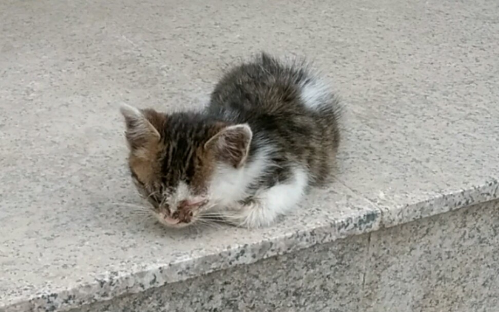 被抛弃的眼部感染发炎的流浪猫幼崽