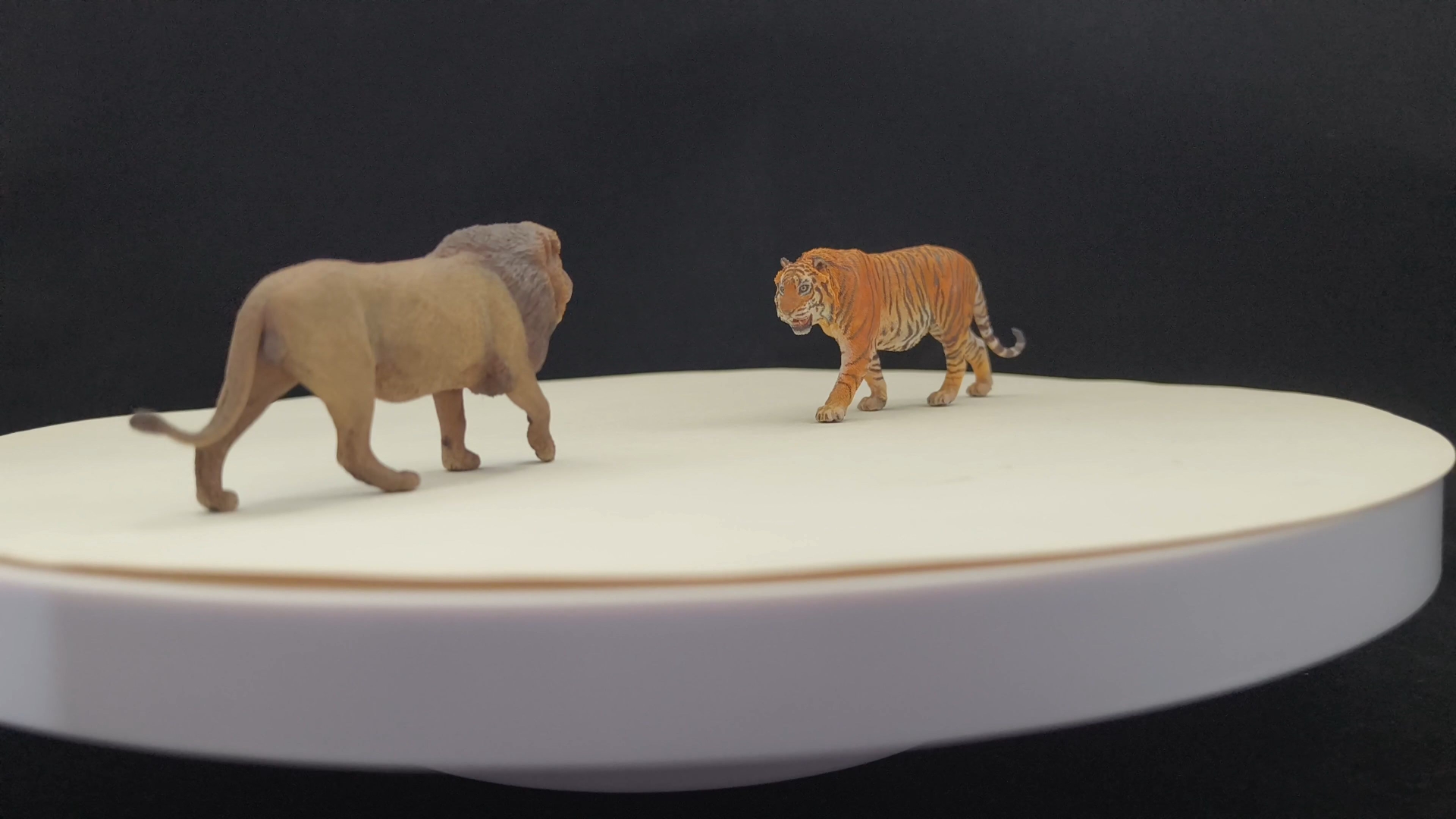 微缩35比例动物模型 呆头工作室孟加拉虎塔轮 自游工作室非洲雄狮