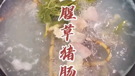 冬季养生进补大赏:鱼腥草猪肠汤,你喝过吗,这汤真的很好用哔哩哔哩bilibili