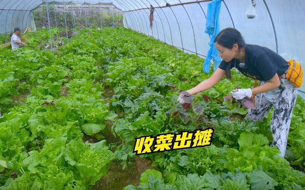 又野生了好多马齿苋,种类太多摘菜到半夜,100多天又要出摊啦!哔哩哔哩bilibili