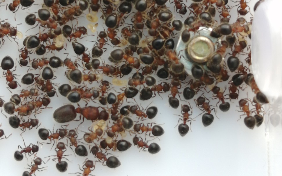 二色盾胸切叶蚁