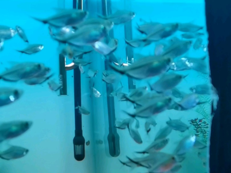 温州极地海洋世界银白色的鱼拍摄记录