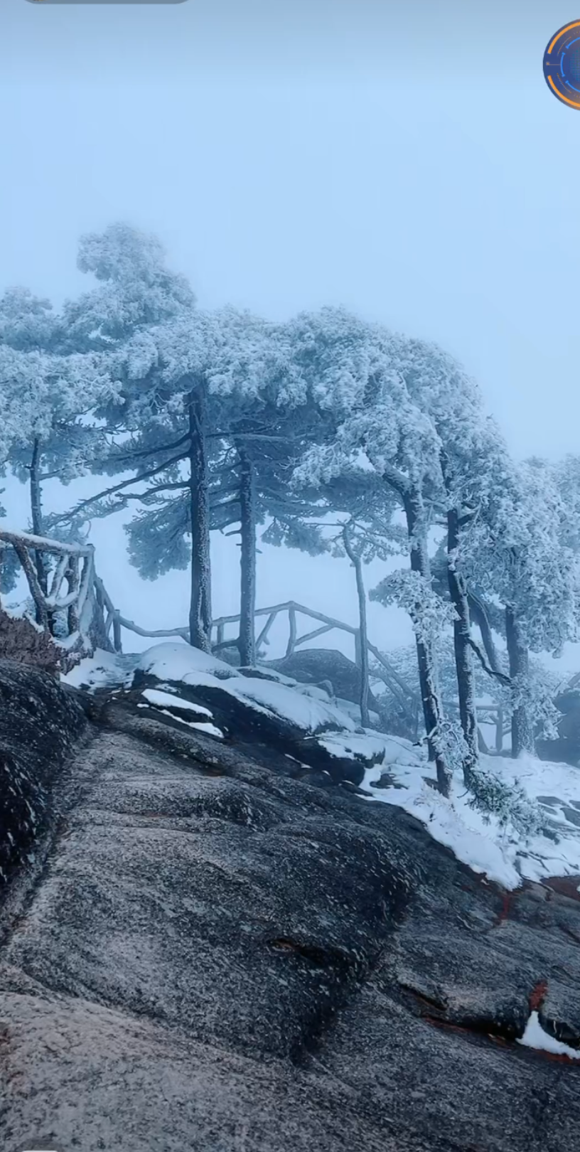 [图]风雪黄山松B