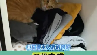 猫咪：两脚兽你放心 咪会照顾好自己