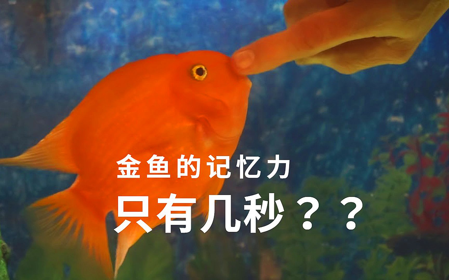 鱼的记忆只能维持七秒吗?如何证明?