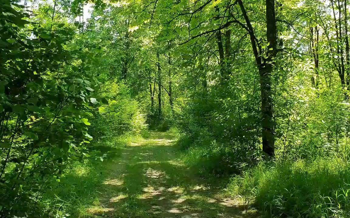 春天的森林里,树叶沙沙,鸟儿歌唱,这就是大自然的韵律!哔哩哔哩bilibili