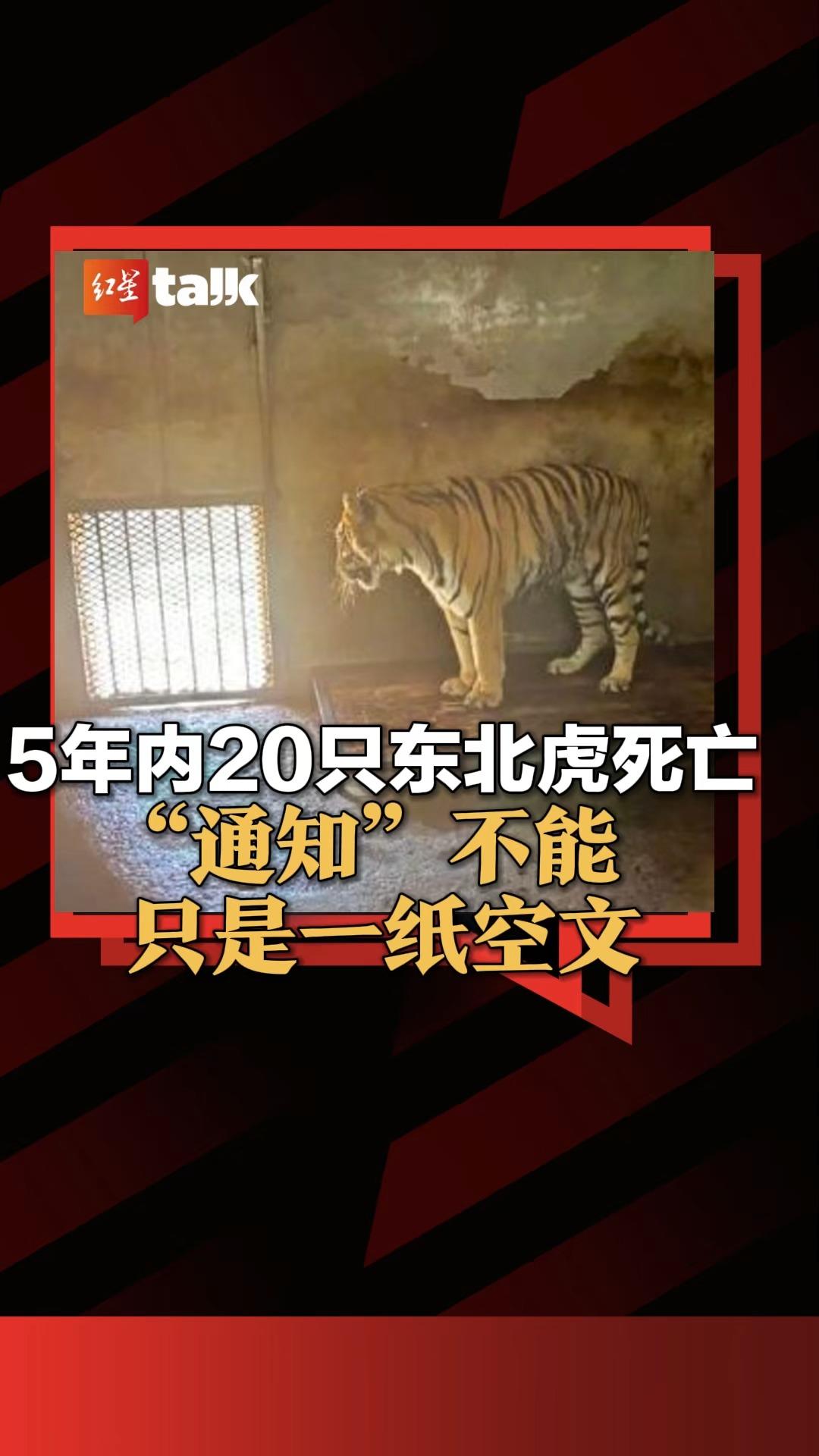 5年内20只东北虎死亡,"通知"不能只是一纸空文