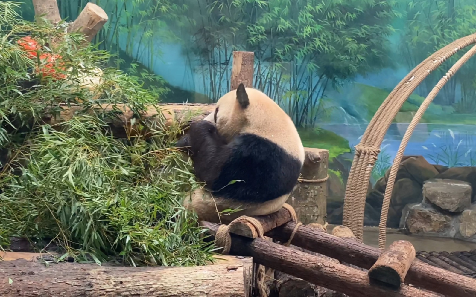 杭州动物园,吃播大熊猫