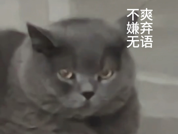 蓝猫都是这个表情吗…………哔哩哔哩bilibili