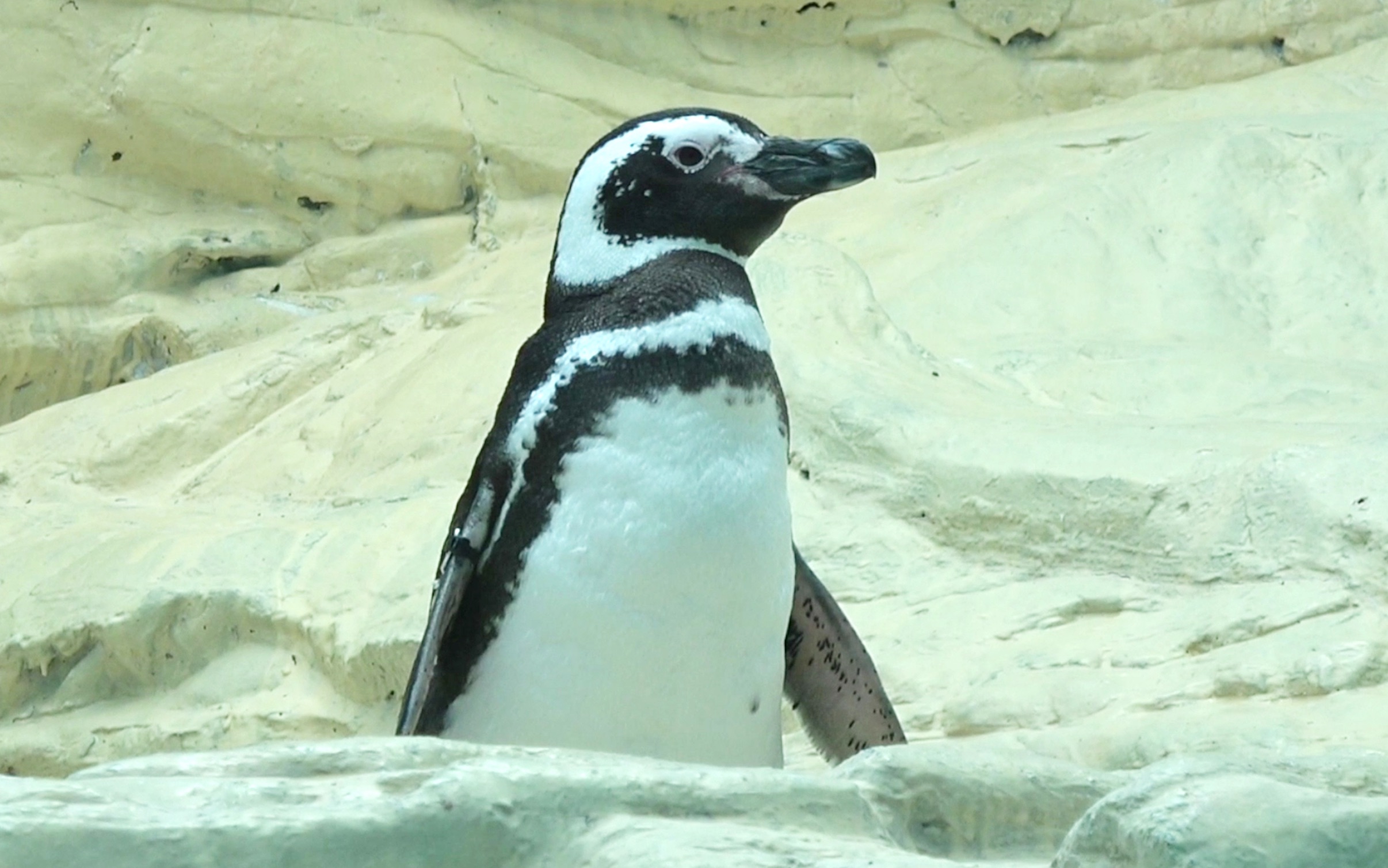 实拍海洋动物小企鹅跳水游泳的整个过程