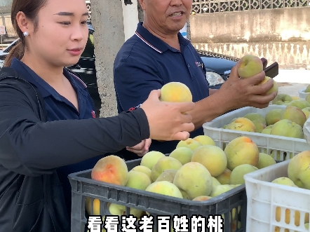 广野食品党员下乡,参观桃园基地,收桃,产地溯源.哔哩哔哩bilibili