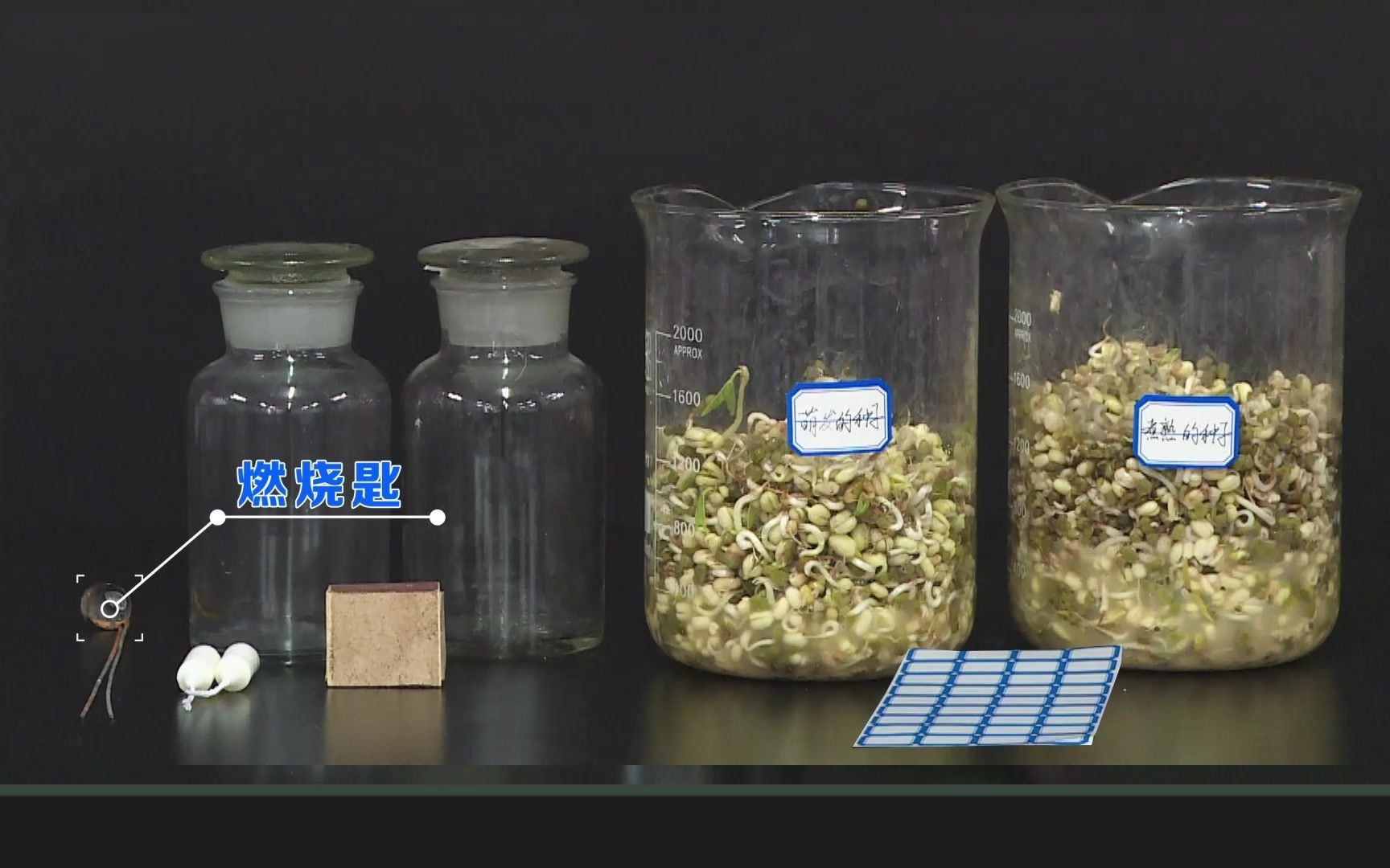 20实验探究二十  呼吸作用消耗了氧气