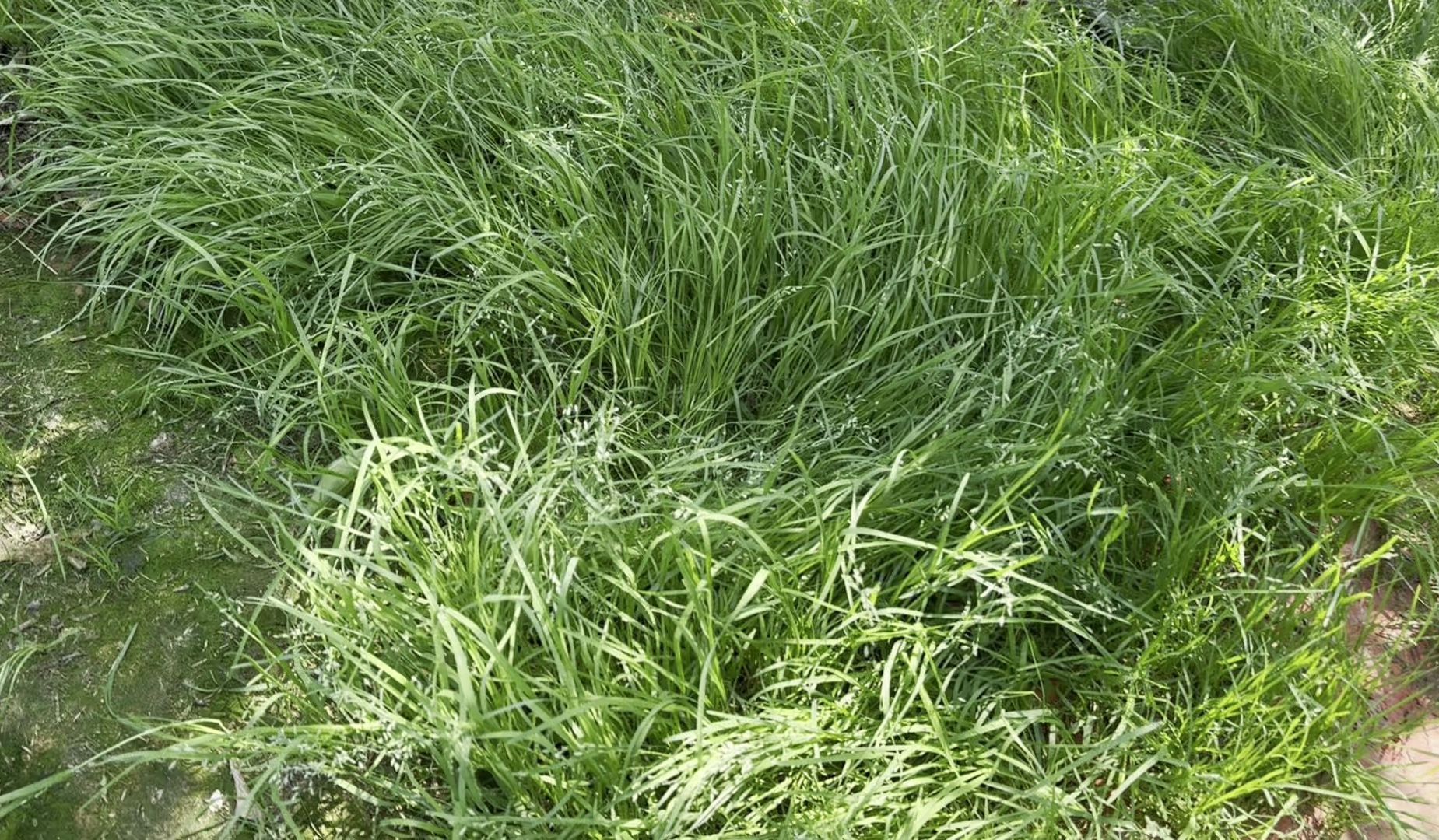 【返乡记】自从养了小兔子,看见草就想拔.