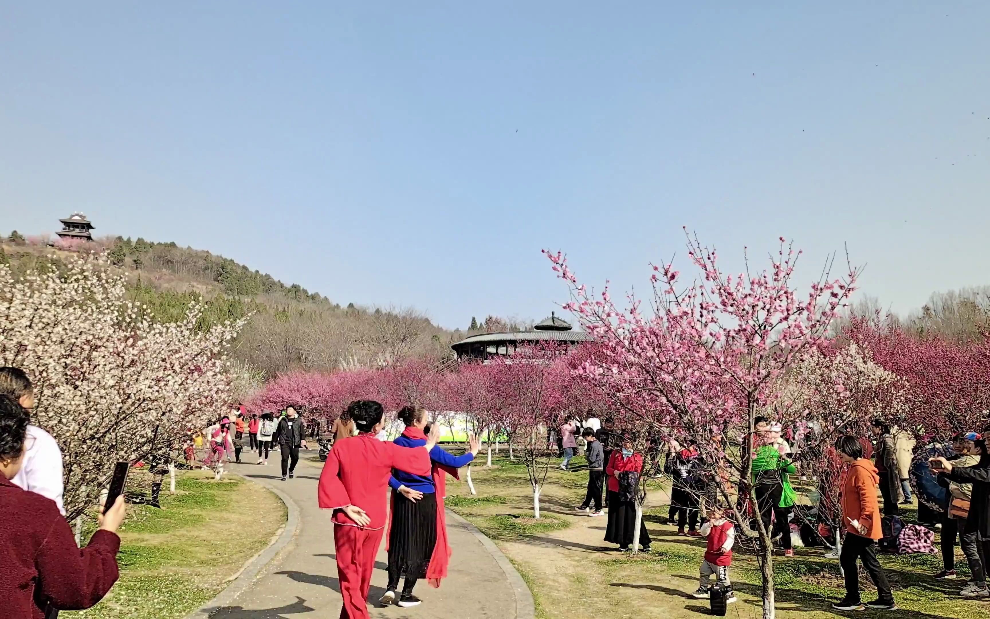 安徽淮南舜耕山山南梅园千株梅花盛开开启赏花盛宴