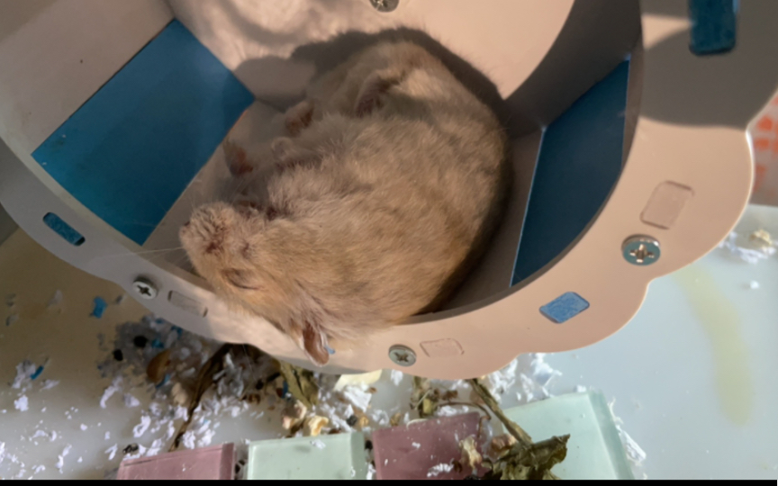 疲倦的鼠美人在稀碎的南瓜车里睡了一觉