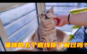 Tải video: 不要总挑战猫猫的底线