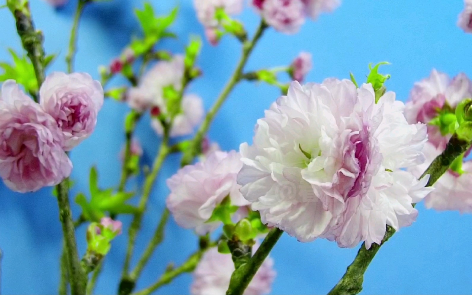 【原创】【延时摄影】每天来看一朵花开 樱花/关山樱哔哩哔哩bilibili