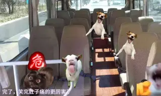 Download Video: 【猫meme】关于我在大巴车上窜稀在裤兜里这件事