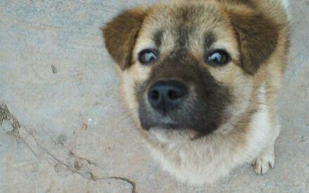 宠物实验之狗狗体力vs人类体力 出乎意料的实验结果 哔哩哔哩 Bilibili