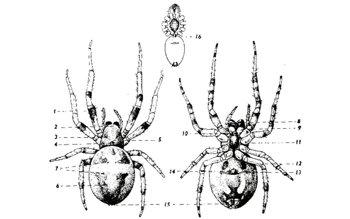 【中国蜘蛛原色图鉴】前序+地位+分目+与其他昆虫区别+外部形态+分类哔哩哔哩bilibili