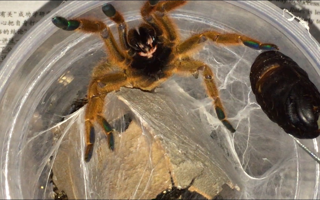 【翼】用蚕蛹喂橙巴布 疯狂亮牙极其凶暴 mmp这货应该是想吃了我