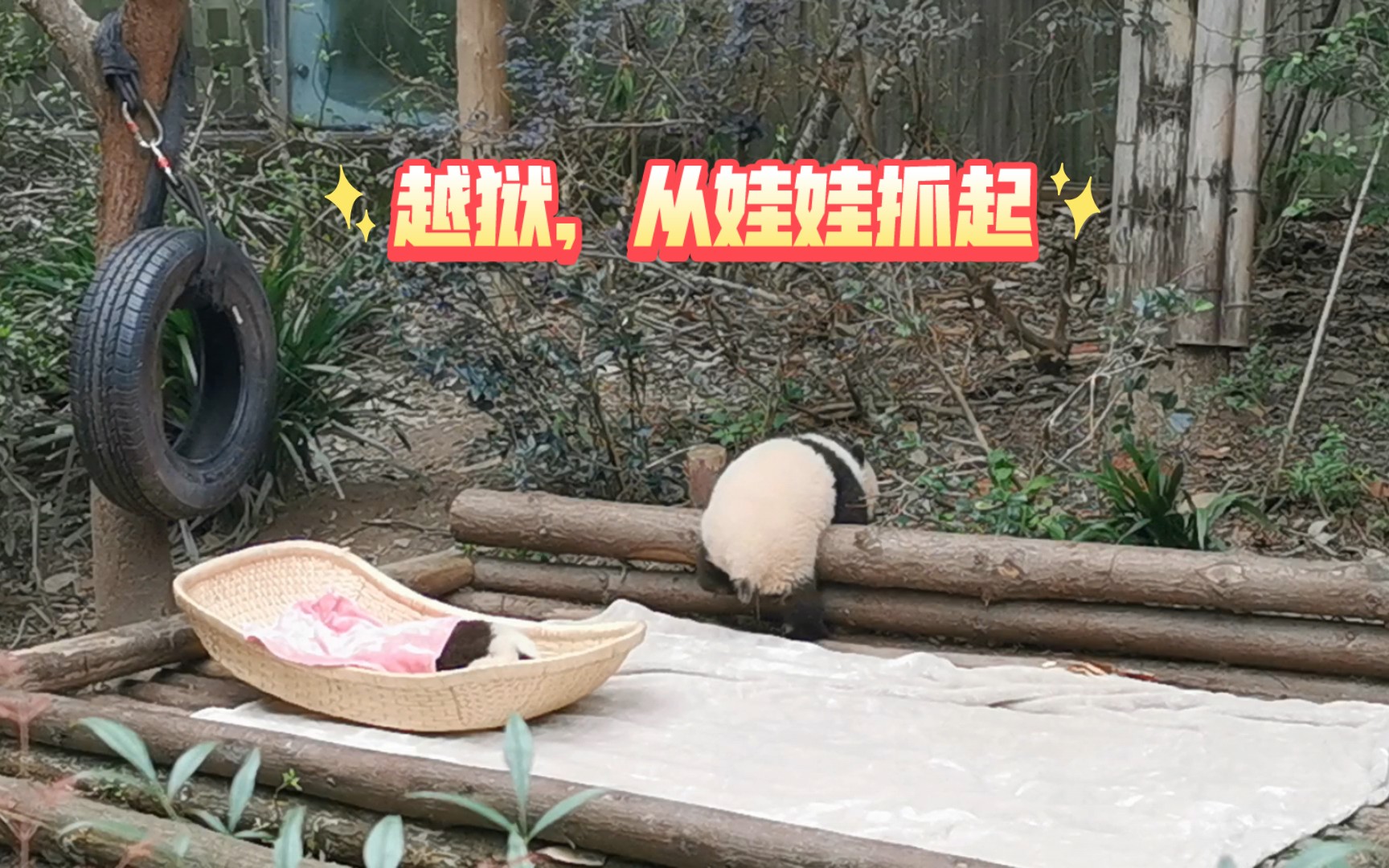 熊猫越狱,从娃娃抓起!萌兰看看是不是你的徒子徒孙?