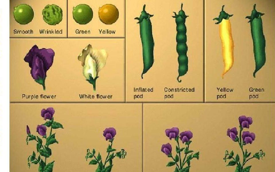 看电影学生物孟德尔豌豆杂交实验公众号生物全解