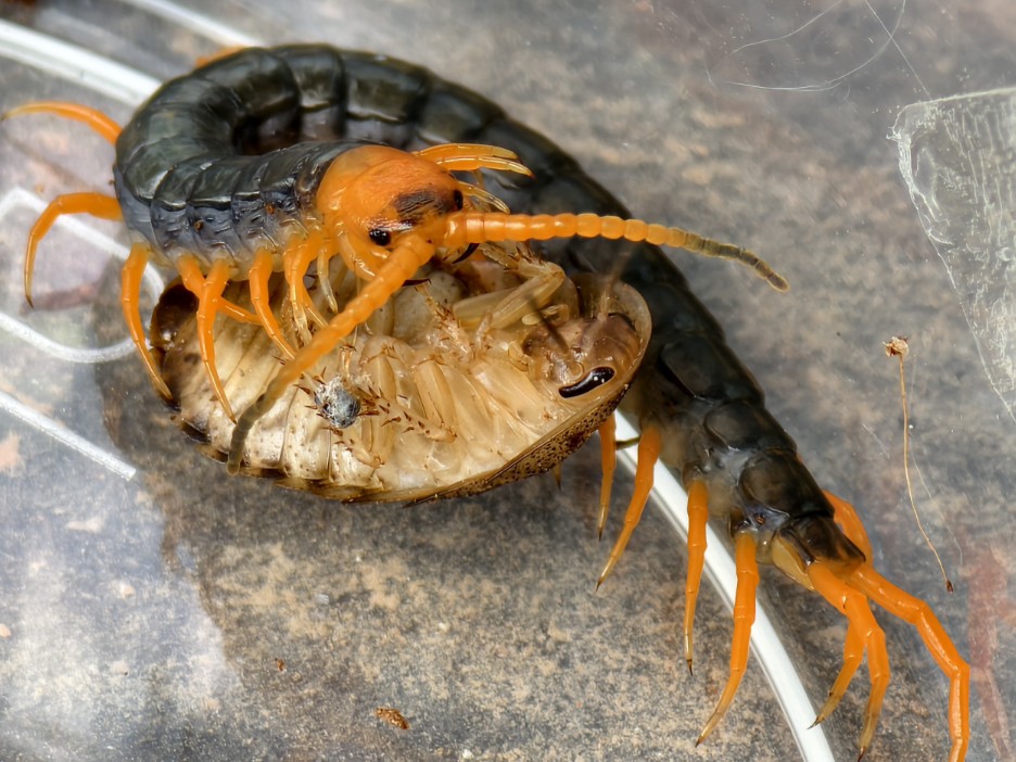 90后年轻小伙靠卖红龙蜈蚣发家致富