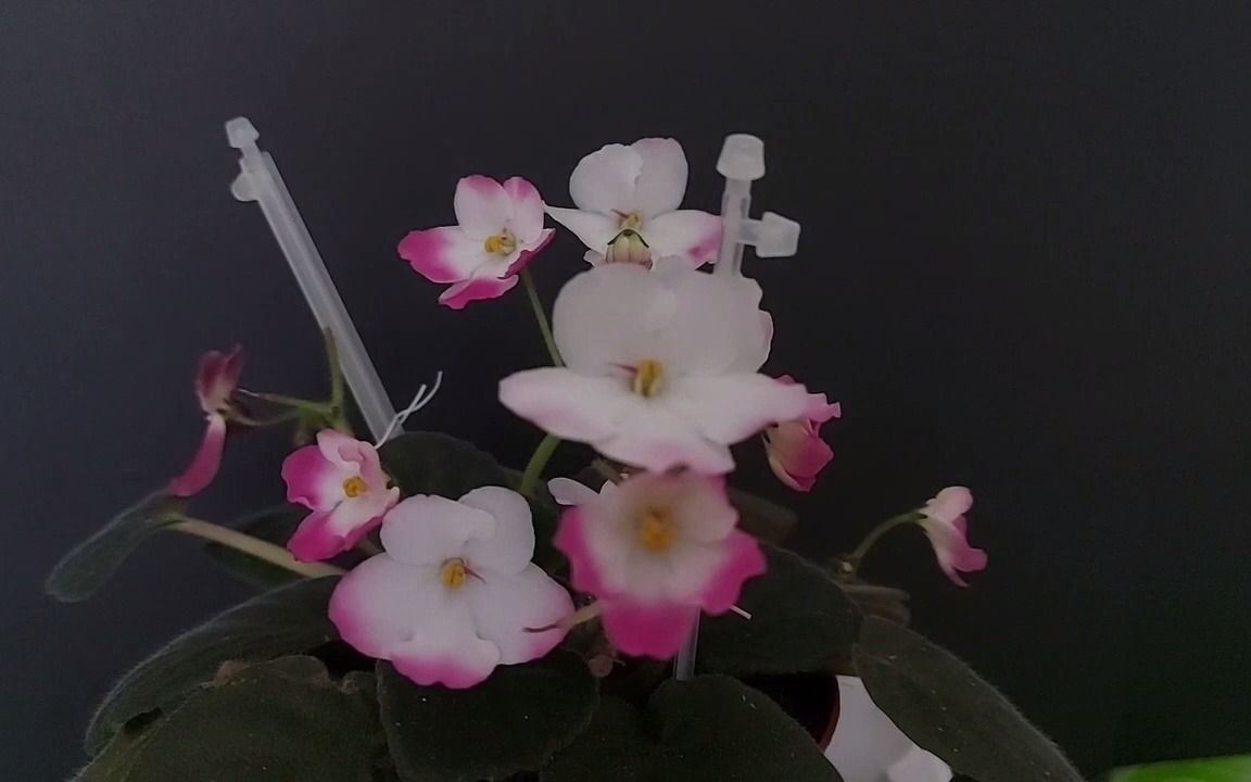 让紫罗兰花开整个冬天的施肥方法(Subtiltles) How to fertilize violet flowers throughout the winte哔哩哔哩bilibili