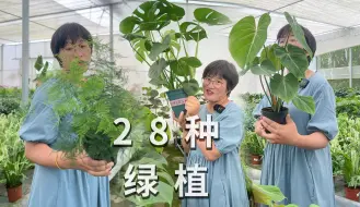 Descargar video: 一口气看完28种绿植，新手室内栽种福音