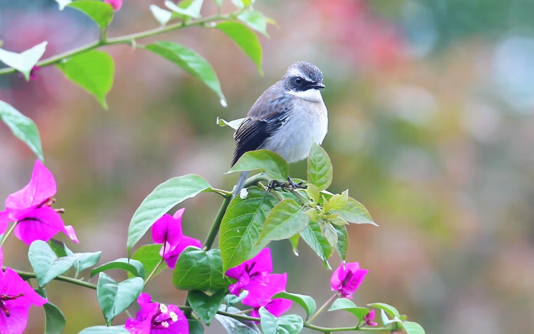 [图]漂亮的三角梅花，鸟语花香灰林鵖公鸟和母鸟，灰林鵖叫声