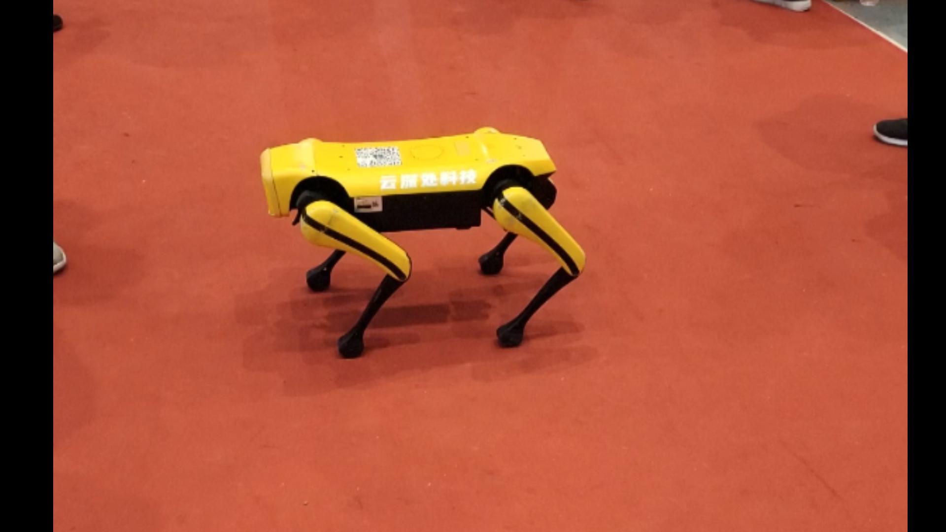 " 你过来呀!"四足机器人