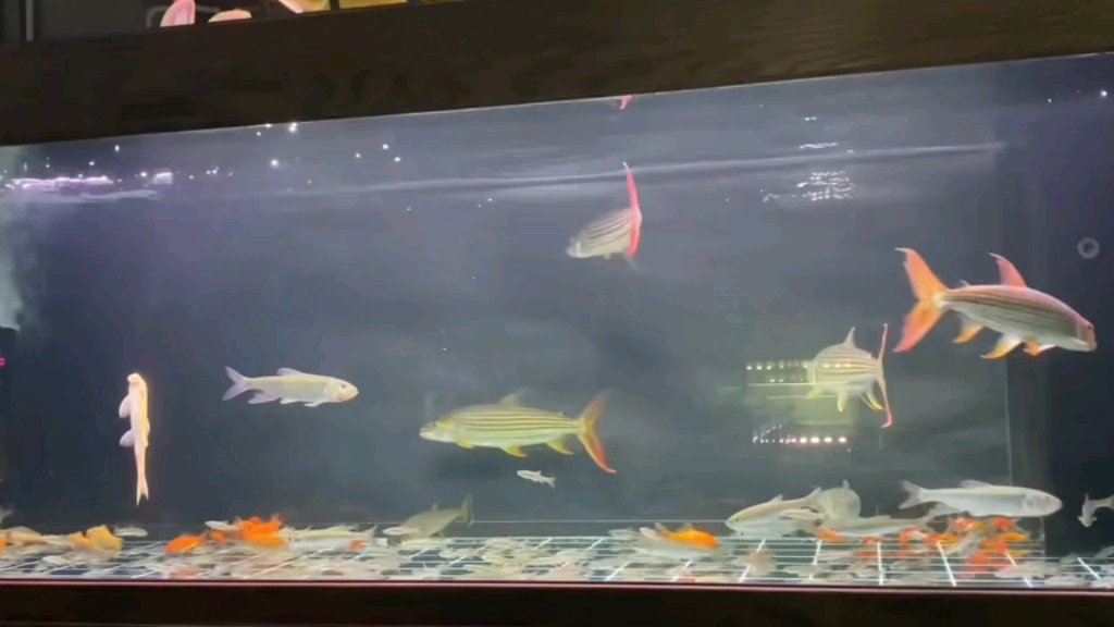 黄金猛鱼和鱲的混养缸